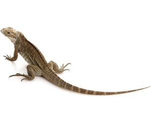 Rhinoceros Iguana For Sale