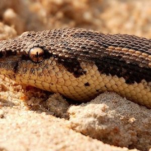 Rough Scaled Sand Boa For Sale | In Stock Now, Don't Miss - Exotic Pet Reptiles For Sale