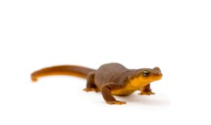 Rough-Skinned-Newt For Sale