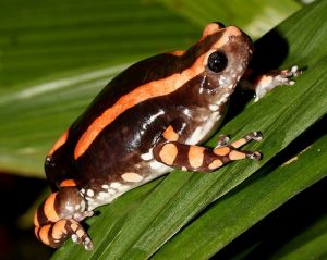 Rubber Banded Frog For Sale