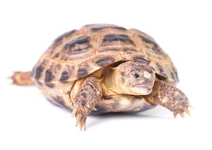 Russian Tortoise For Sale | In Stock Now - Exotic Pet Reptiles For Sale