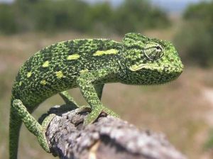 Sahel Chameleon - Image 3