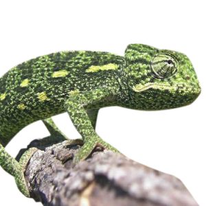 sahel chameleon for sale