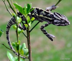 sahel chameleon for sale