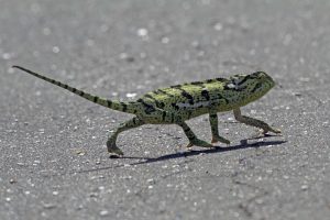 sahel chameleon for sale