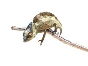 Sailfin Chameleon For Sale