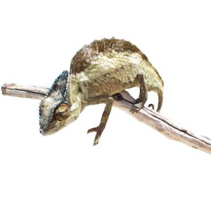 Sailfin Chameleon For Sale