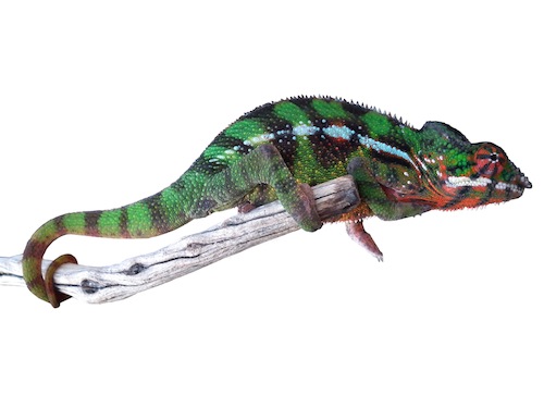 Sambava Panther Chameleon for Sale