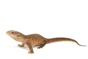 Savannah Monitor For Sale