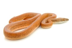 Savu Python For Sale