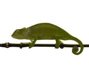 Senegal Chameleon for Sale
