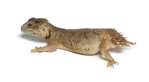 Shield Tailed Agama For Sale