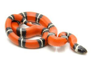 Sinaloan Milk Snake For Sale