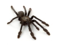 Blue Singapore Tarantula For Sale