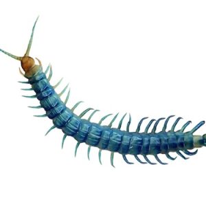 Sky Island Blue Centipede For Sale
