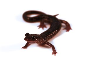 Slimy Salamander
