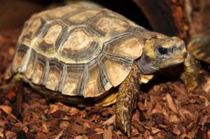 Forest Hingeback Tortoise For Sale | In Stock Now - Exotic Pet Reptiles For Sale