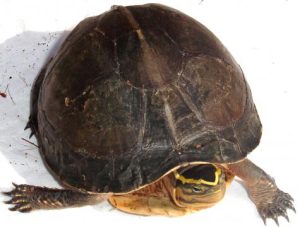 Indonesian Box Turtle For Sale | In Stock Now - Exotic Pet Reptiles For Sale