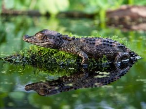 Smooth Fronted Caiman For Sale