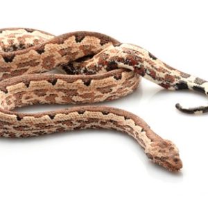 Solomon Island Ground Boa For Sale | In Stock Now, Don't Miss - Exotic Pet Reptiles For Sale