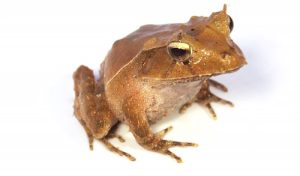 Solomon Island Leaf Frog For Sale