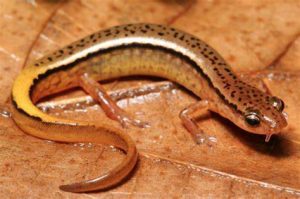 southern two-lined salamander