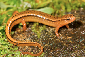 southern two-lined salamander