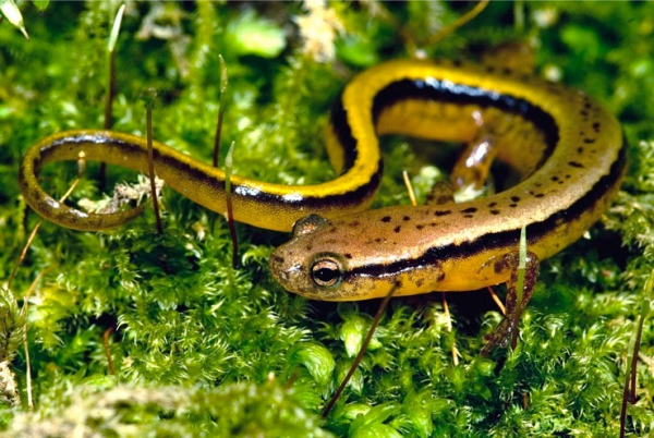 southern two-lined salamander