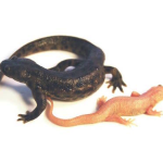 Spanish Ribbed Newt For Sale