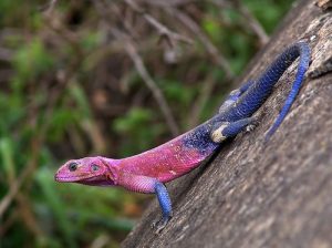 Spiderman Agama For Sale