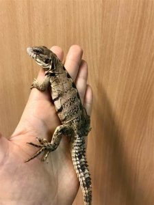 spiny tailed iguana for sale