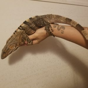 spiny tailed iguana for sale