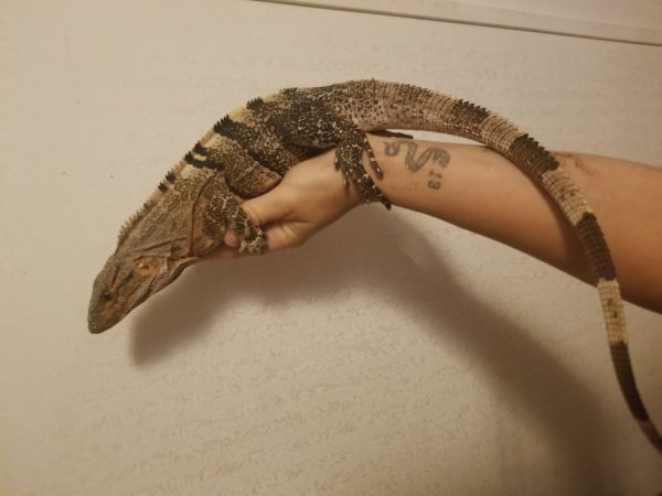 spiny tailed iguana for sale