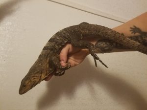 spiny tailed iguana for sale