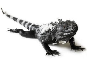 spiny tailed iguana for sale