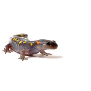 Spotted Salamander For Sale