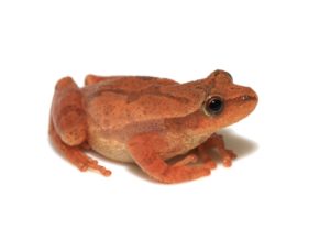 Spring Peeper For Sale