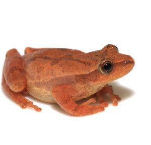 Spring Peeper For Sale