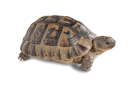 Greek Tortoise For Sale | In Stock Now - Exotic Pet Reptiles For Sale