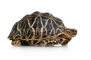 Sri Lankan Star Tortoise For Sale | In Stock Now - Exotic Pet Reptiles For Sale