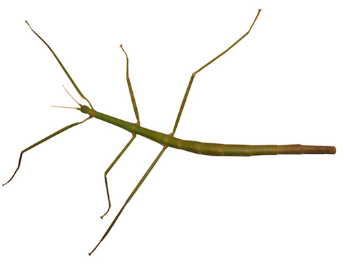 Buy Live Stick Insects For Sale