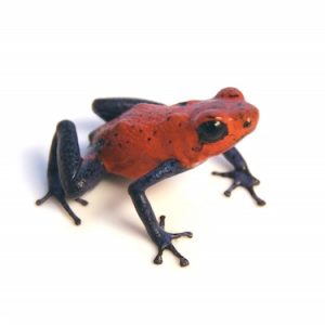 Strawberry Poison Dart Frog For Sale