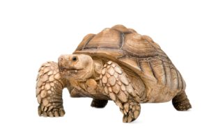 Sulcata Tortoise For Sale | In Stock Now - Exotic Pet Reptiles For Sale