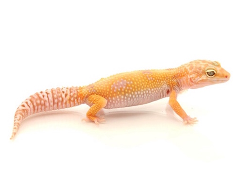 Sunglow Leopard Gecko for Sale