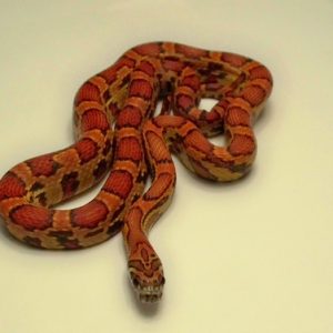 Sunkissed Corn Snake For Sale