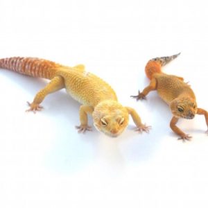 Super Giant Leopard Gecko For Sale