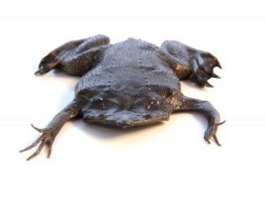 Surinam Toad For Sale
