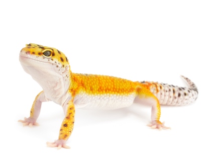 Tangerine Leopard Gecko For Sale