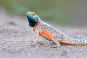Tanzanian Spiny Agama For Sale