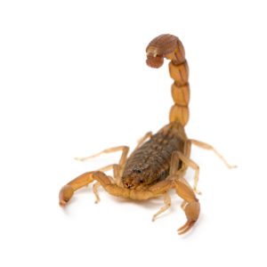 Tanzanian Three Striped Scorpion For Sale